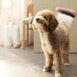 DogShower_Gallery_Poodle_16x9_1920x1080